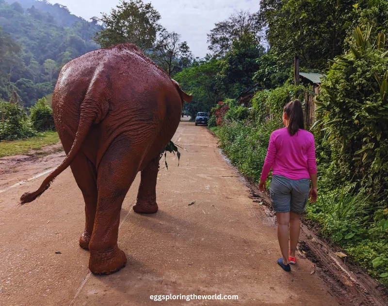 Chiang Mai Selva — imagen 3