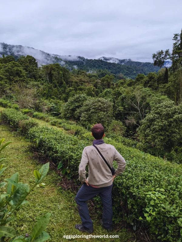 Chiang Mai Selva — imagen 4